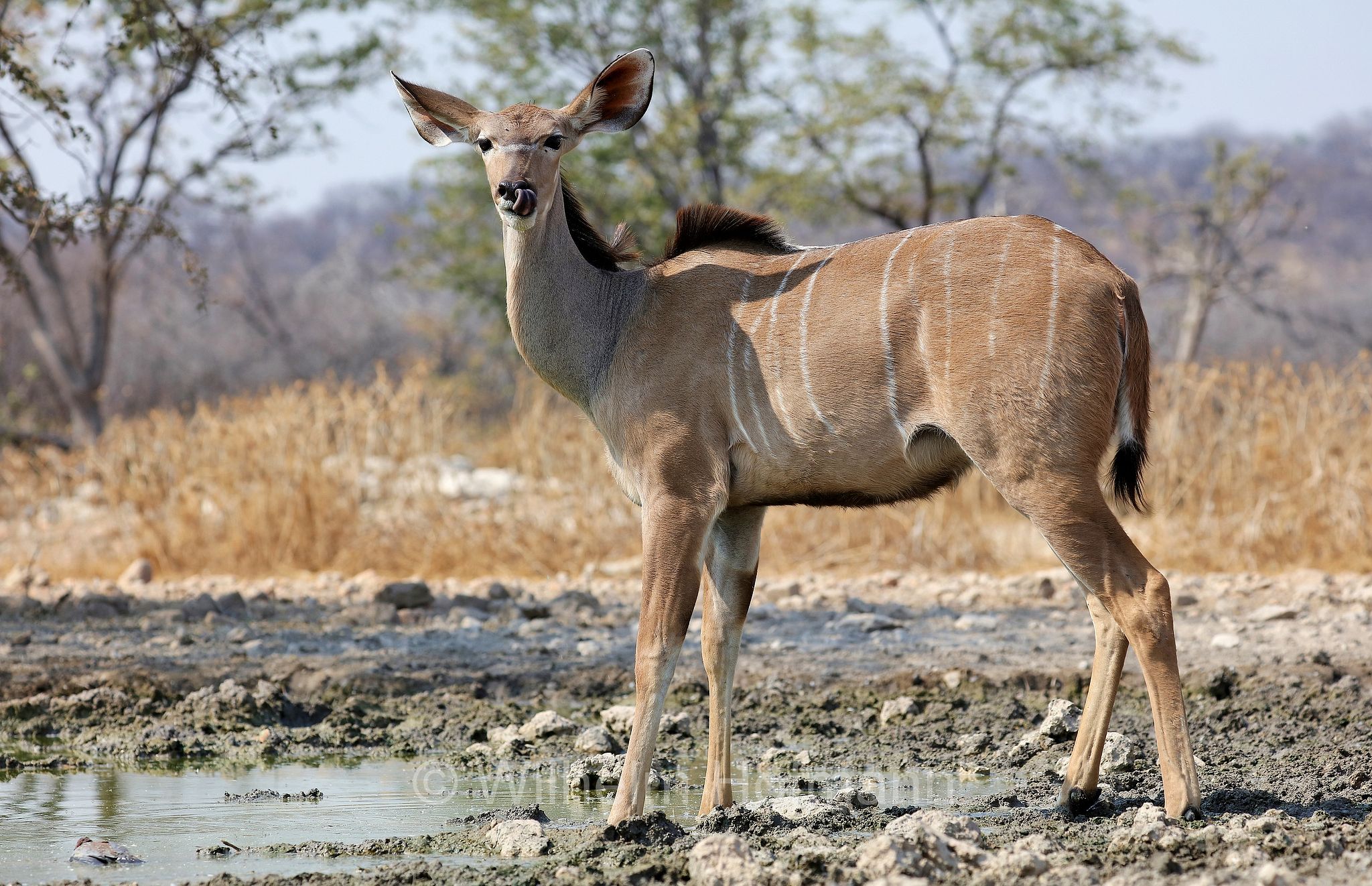greater kudu, Zambezi kudu, Sambesi-Großkudu, cudù maggiore, kudu maggiore, ﻿﻿Strepsiceros zambesiensis, Etosha-Nationalpark, Etosha National Park, parco nazionale d'Etosha, Namibia
