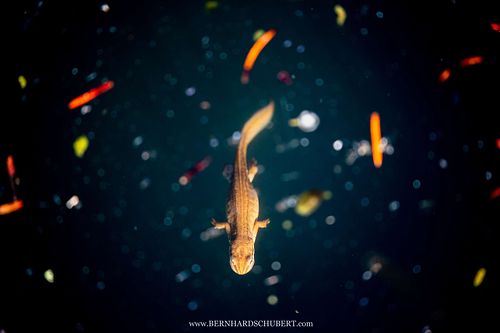 Lissotriton vulgaris - Smooth newt