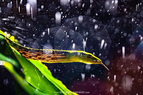 Ahaetulla prasina – Asiatische Peitschennatter