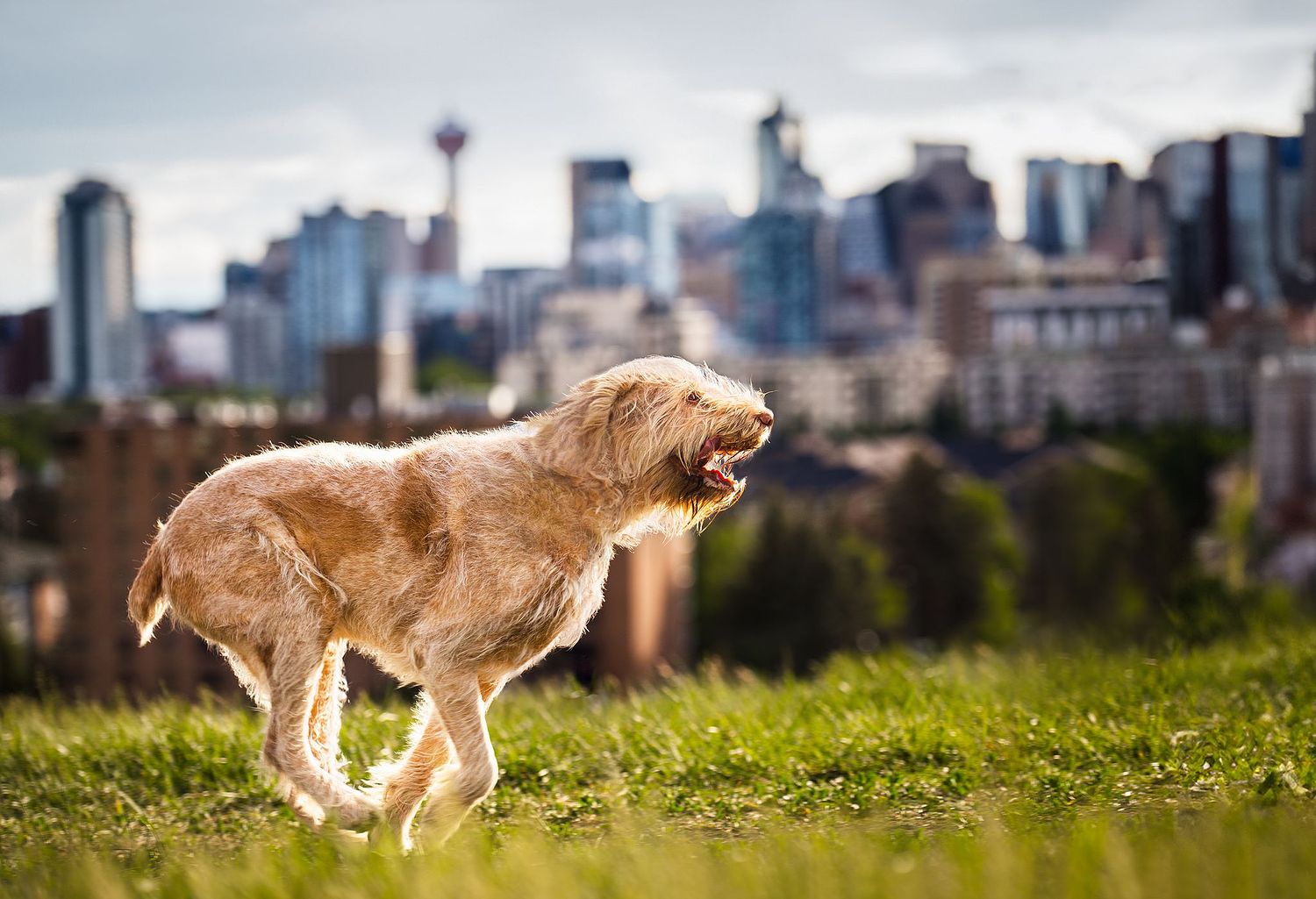Calgary Dog Photography of an Spinone Italiano named Eli with the Calgary skyline in the  background