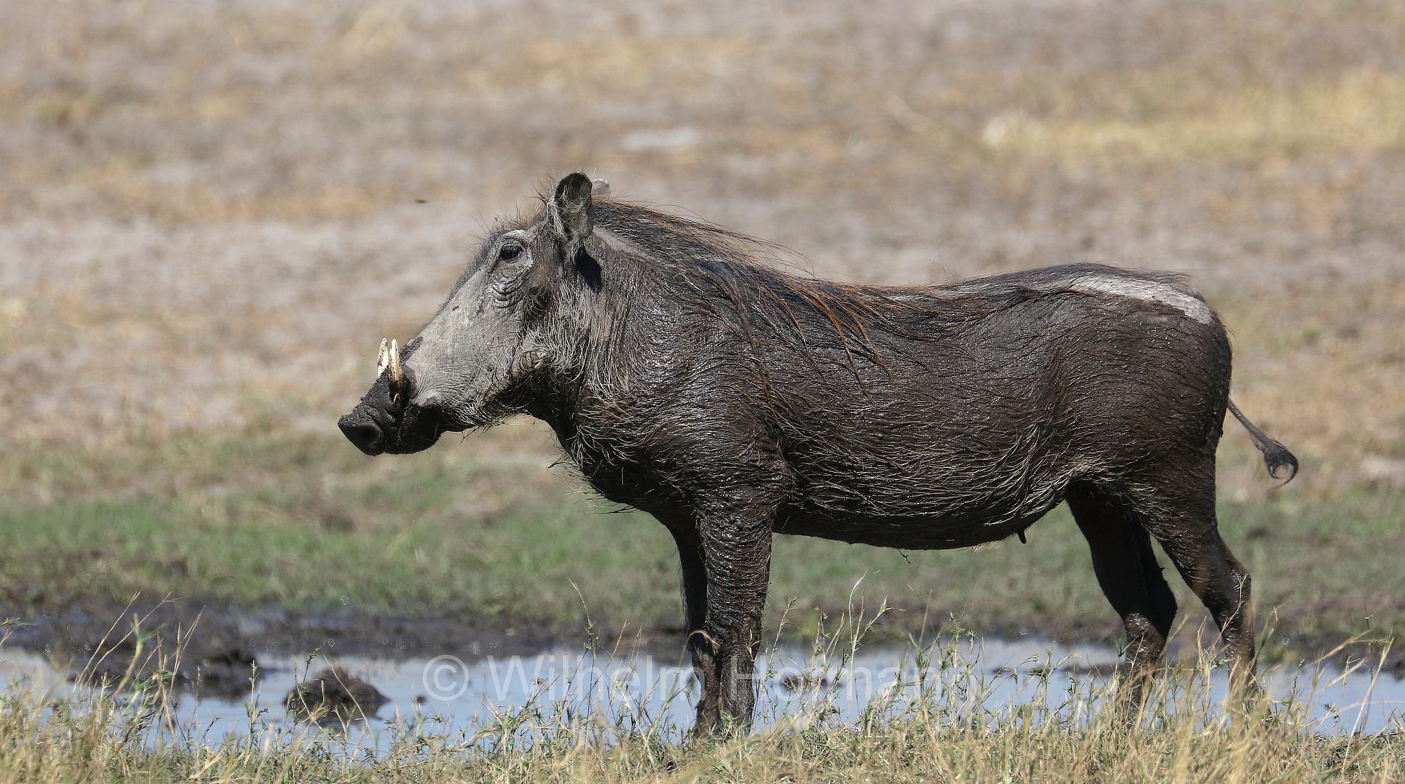 phacochoerus africanus, common warthog, Warzenschwein, facocero, facochero, Moremi Game Reserve, Moremi-Wildreservat, Okavango Delta, Okavango Grassland, Botswana, Republik Botsuana