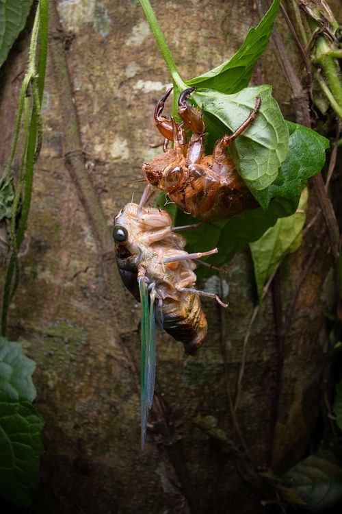 Schlupf und Häutung einer Zikade