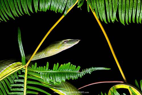 Ahaetulla prasina - Asian vine snake