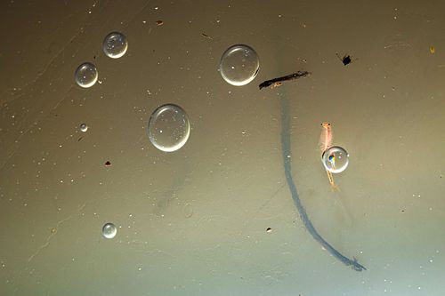 Branchipus schaefferi - Sommer-Feenkrebs