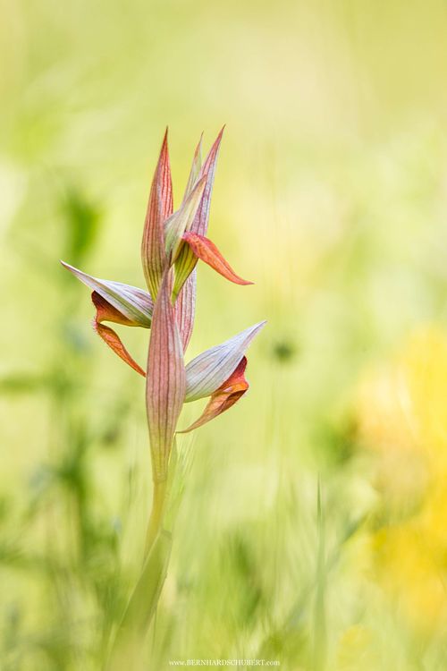 Serapias vomeracea - Long-lipped serapias