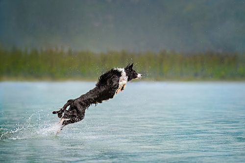 A border collie mid-air leaping into a lake surrounded by green pine trees