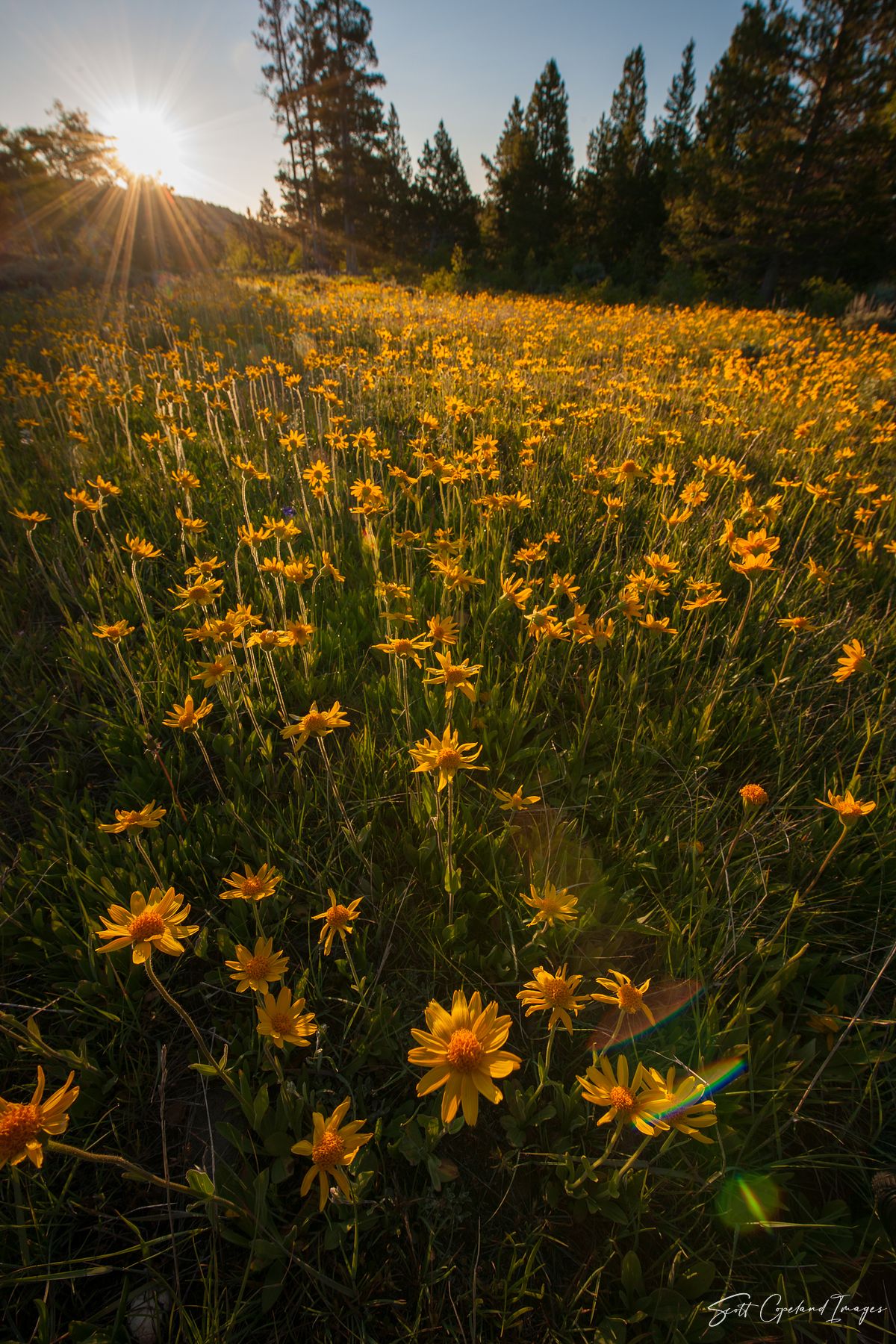 Gold in Them Thar Hills