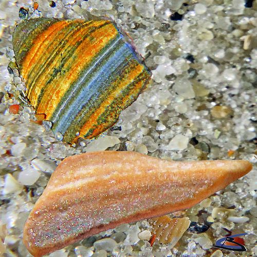 seashell sand details #8