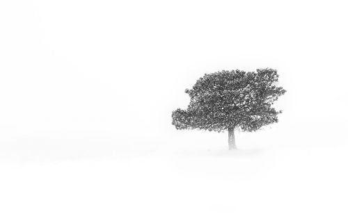 Black & White, monochromatic, tonal, texture, tree, snow, frozen, storm, boulder, front range, Colorado, golden, Estes, Lyons, flatirons, minimalist