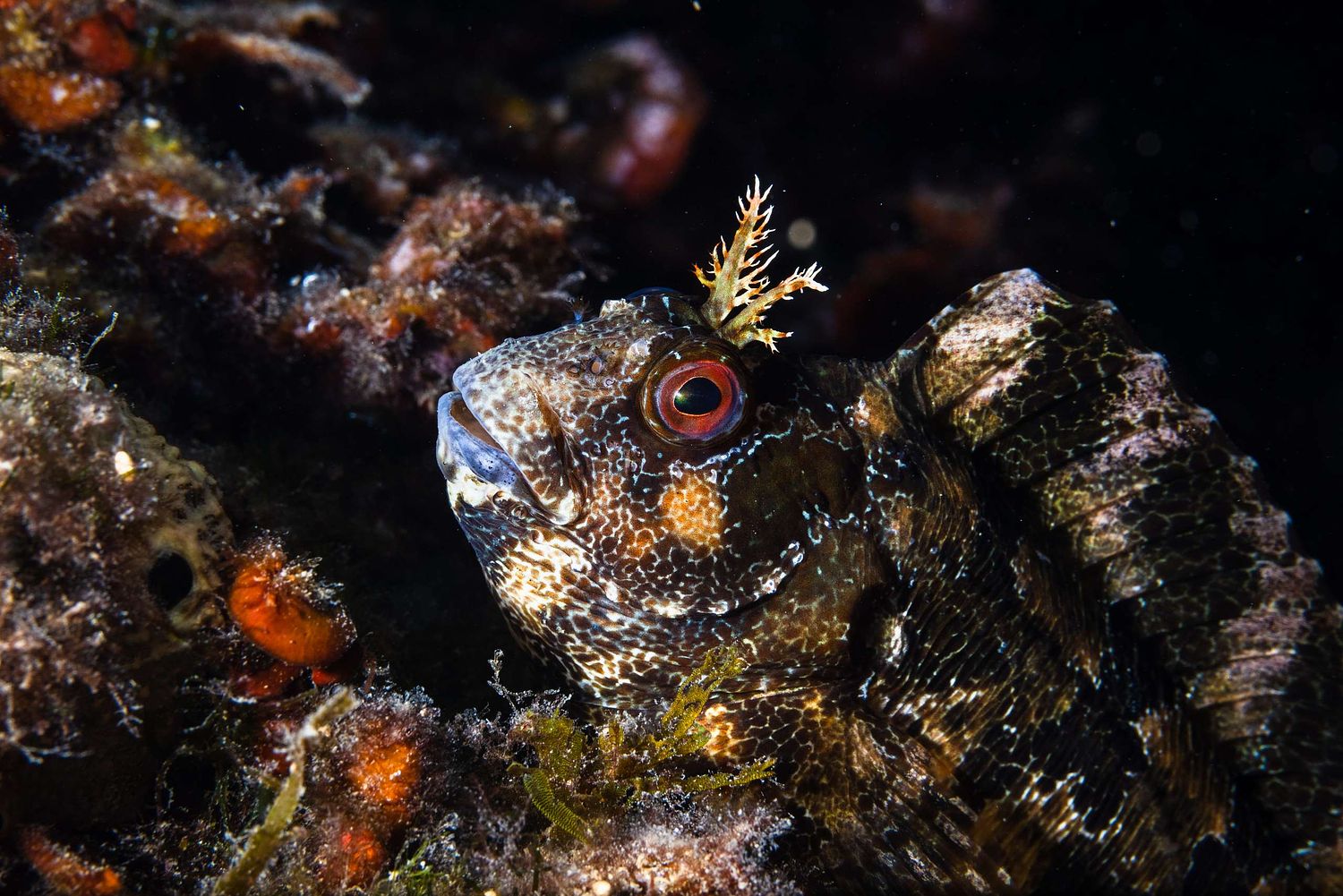 Parablennius gattorugine - Gestreifter Schleimfisch