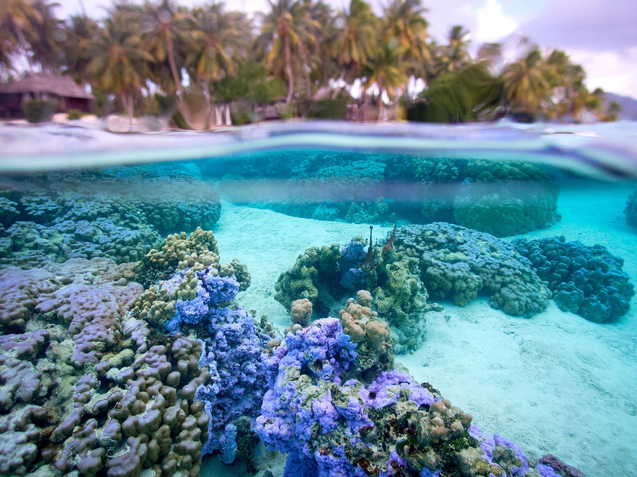 Over and Under Water - Taha'a, French Polynesia
