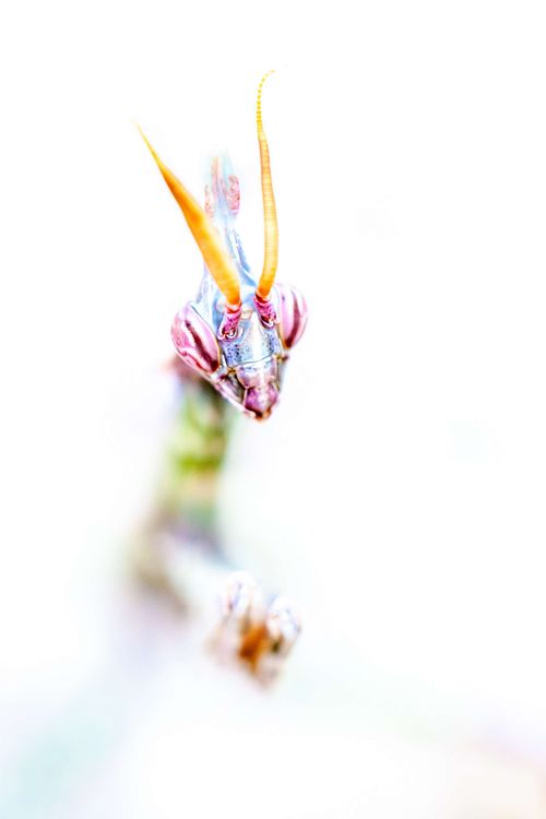 Empusa fasciata - Fasciated Conehead Mantid