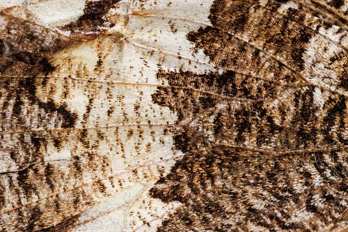 Brintesia circe - Weißer Waldportier