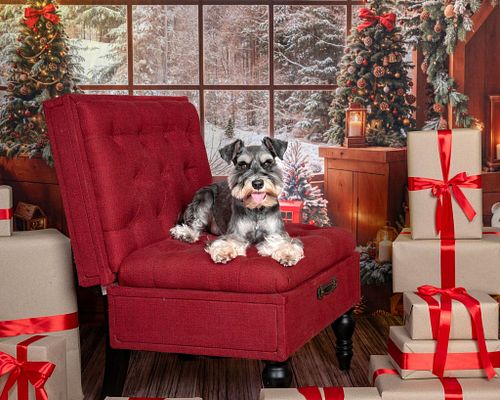 Holiday Portraits at Dexter's Deli