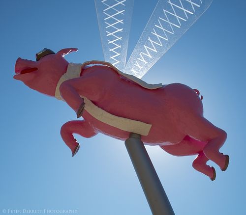 Pigs do fly by Adrian Hoffman. Swell Festival.