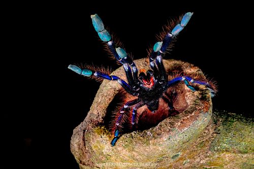 Phormingochilus sp. - Sabah Blue, unbeschriebene Art