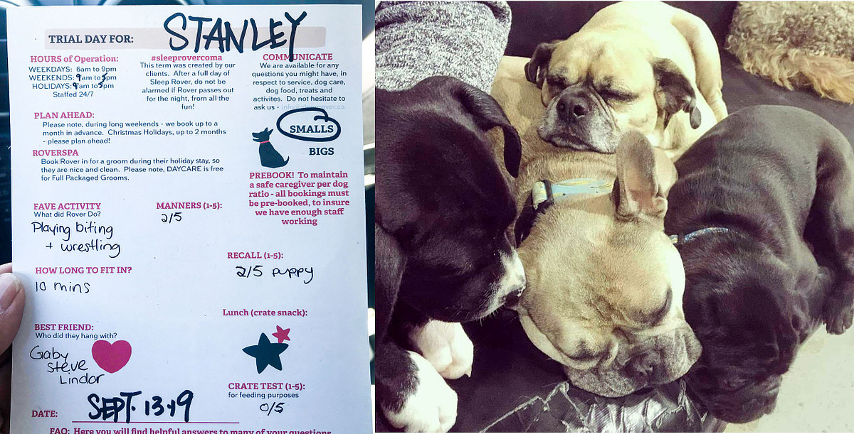 Calgary dog daycare photo session, a black boxer puppy cuddles pugs.