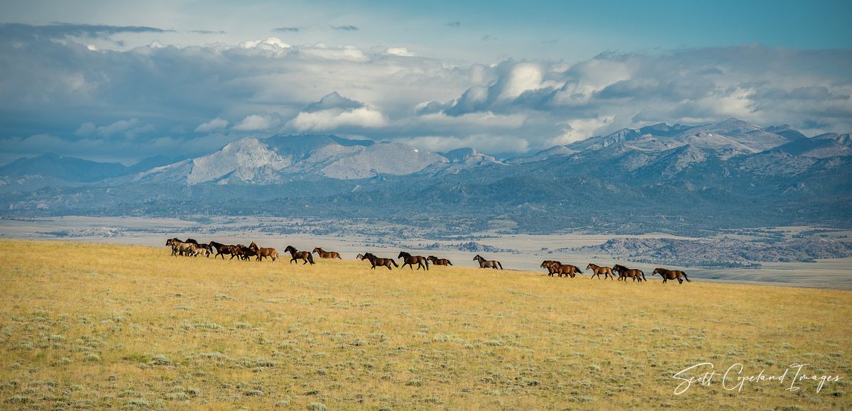 Mustangs of South Pass