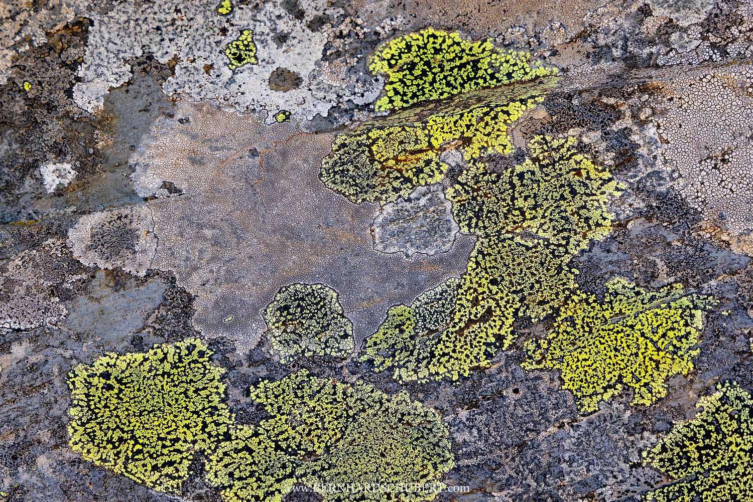 Rhizocarpon sp. - Landkartenflechtenmuster
