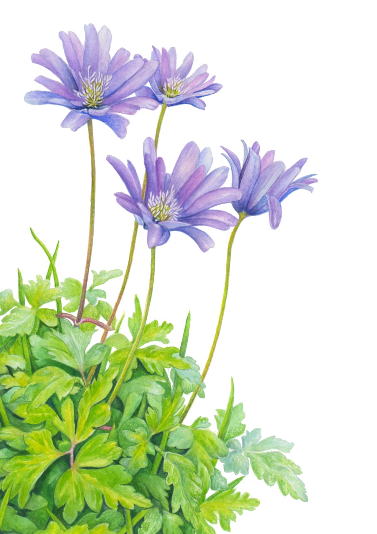 Anemone Botanical Artwork