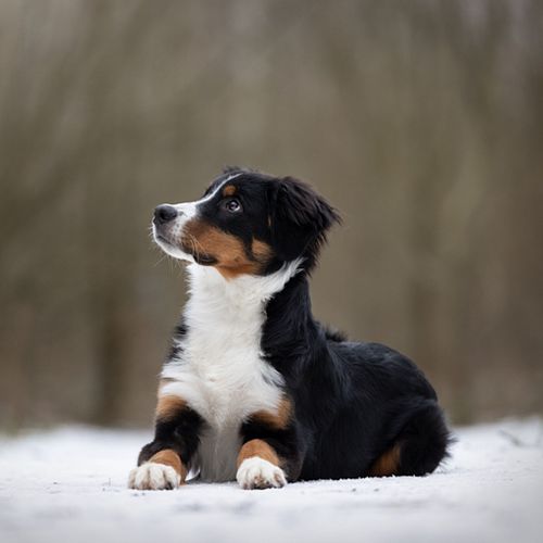 WINTERSHOOT