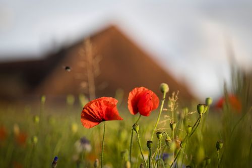 Rotationsbrache in Niederösch