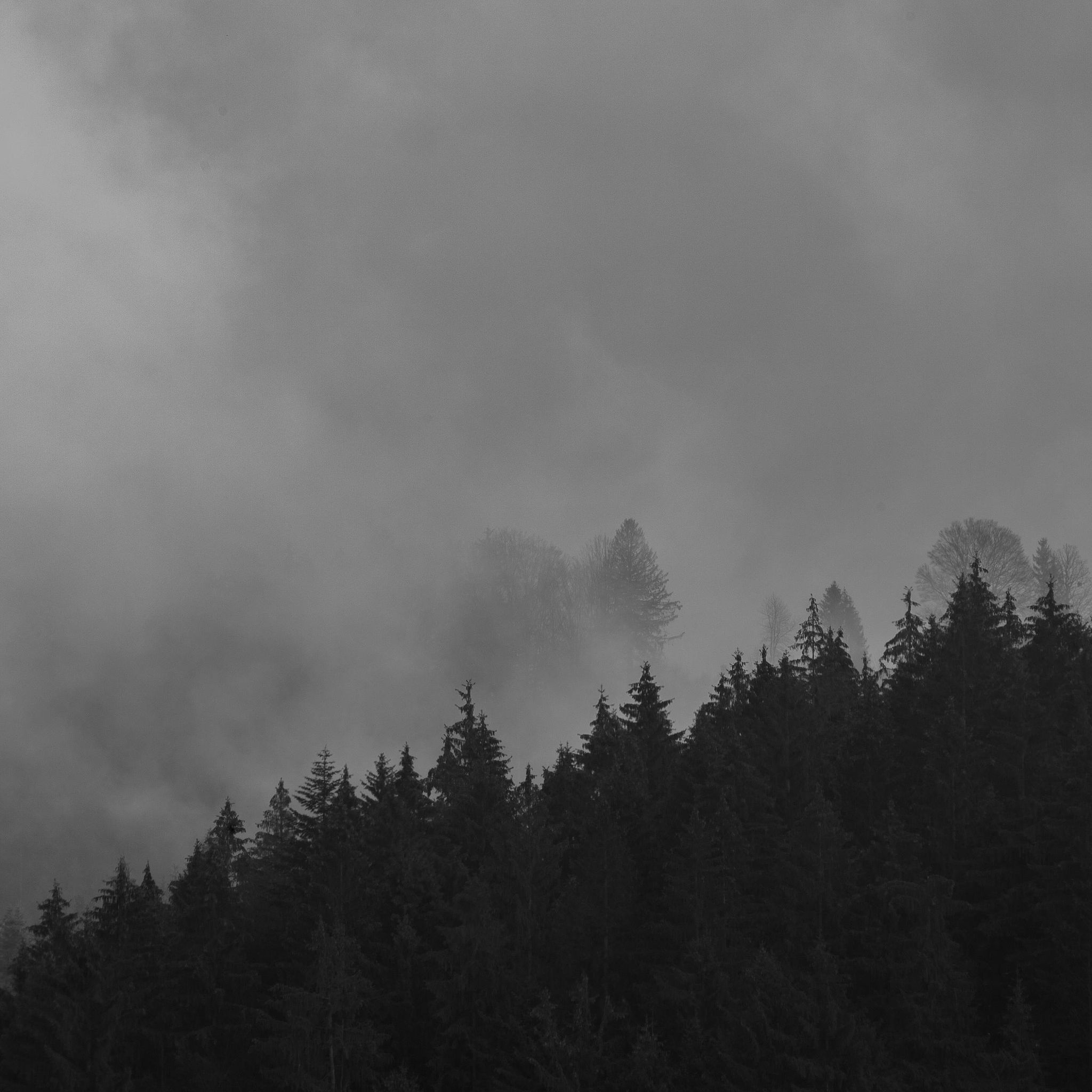 Dense forest ridge in black and white with strong vertical structure – fine art photography