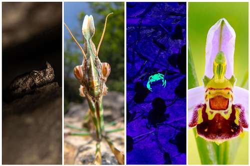 Biodiversity of Istria, Croatia, 2026 (german language)