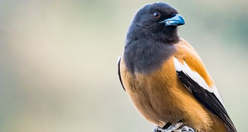 Bird, bird photography, forest jungle, macro,