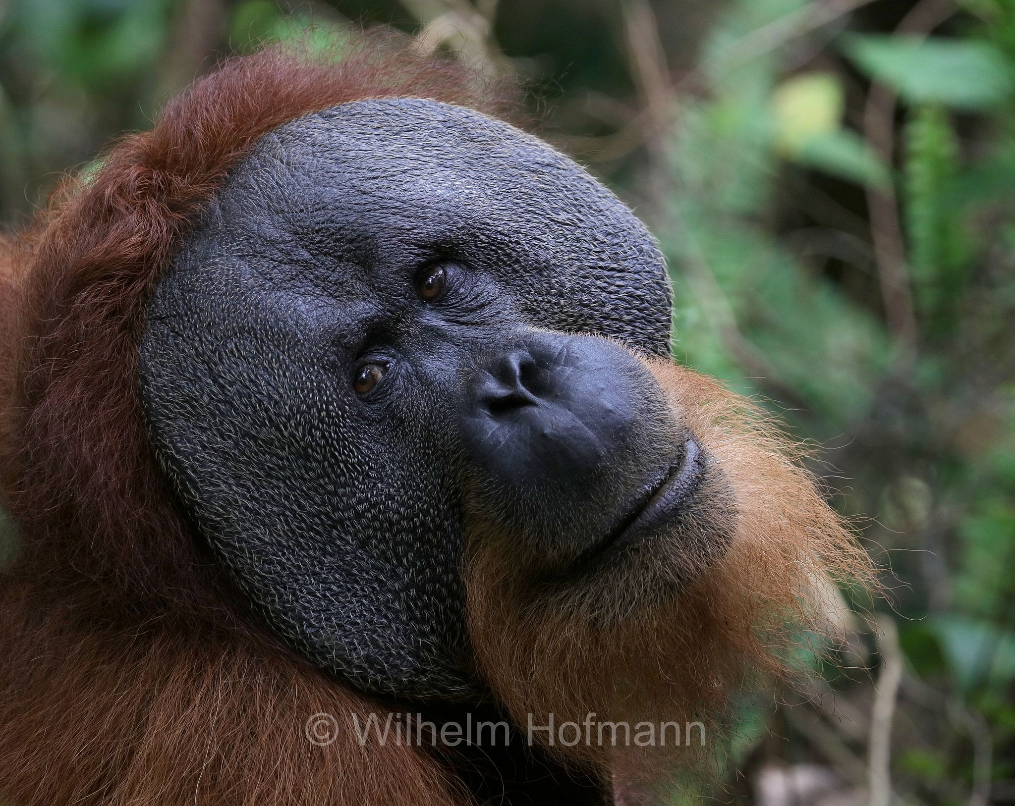 Sumatran orangutan, Sumatra-Orang-Utan, orango di Sumatra, Pongo abelii, Gunung Leuser National Park, Nationalpark Gunung Leuser, parco nazionale di Gunung Leuser, Bukit Lawang, Sumatra, Indonesia, Indonesien