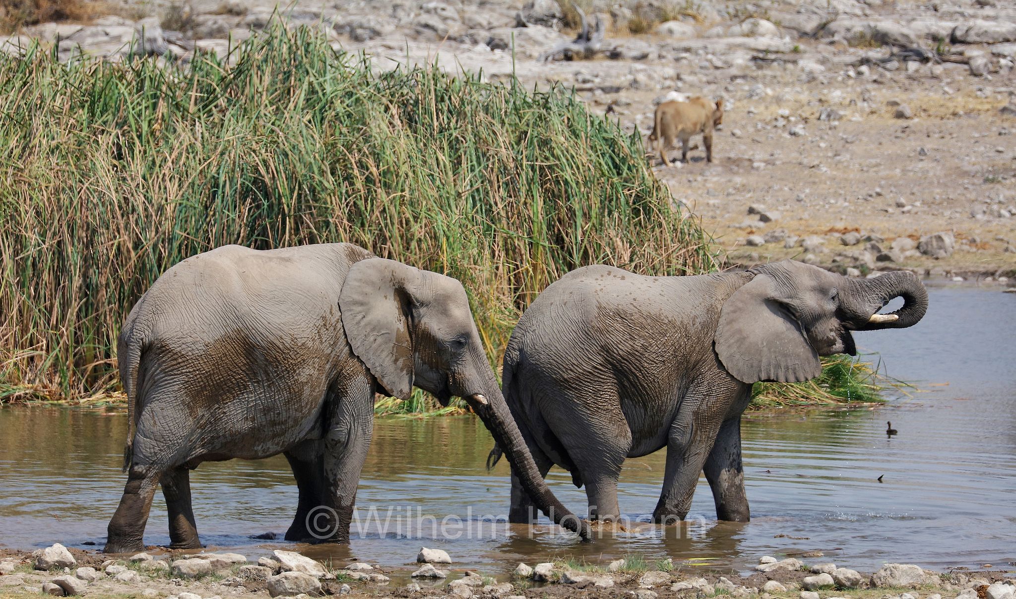 African bush elephant, African savanna elephant, Afrikanischer Elefant, Afrikanischer Buschelefant, Afrikanischer Savannenelefant, Afrikanischer Steppenelefant, elefanto africano, elefanto africano di savana, Etosha-Nationalpark, Etosha National Park, parco nazionale d'Etosha, Namibia
