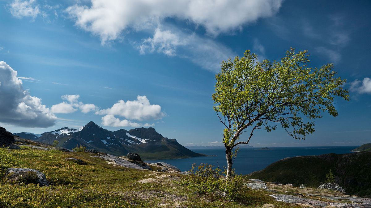 Birke über dem Fjord