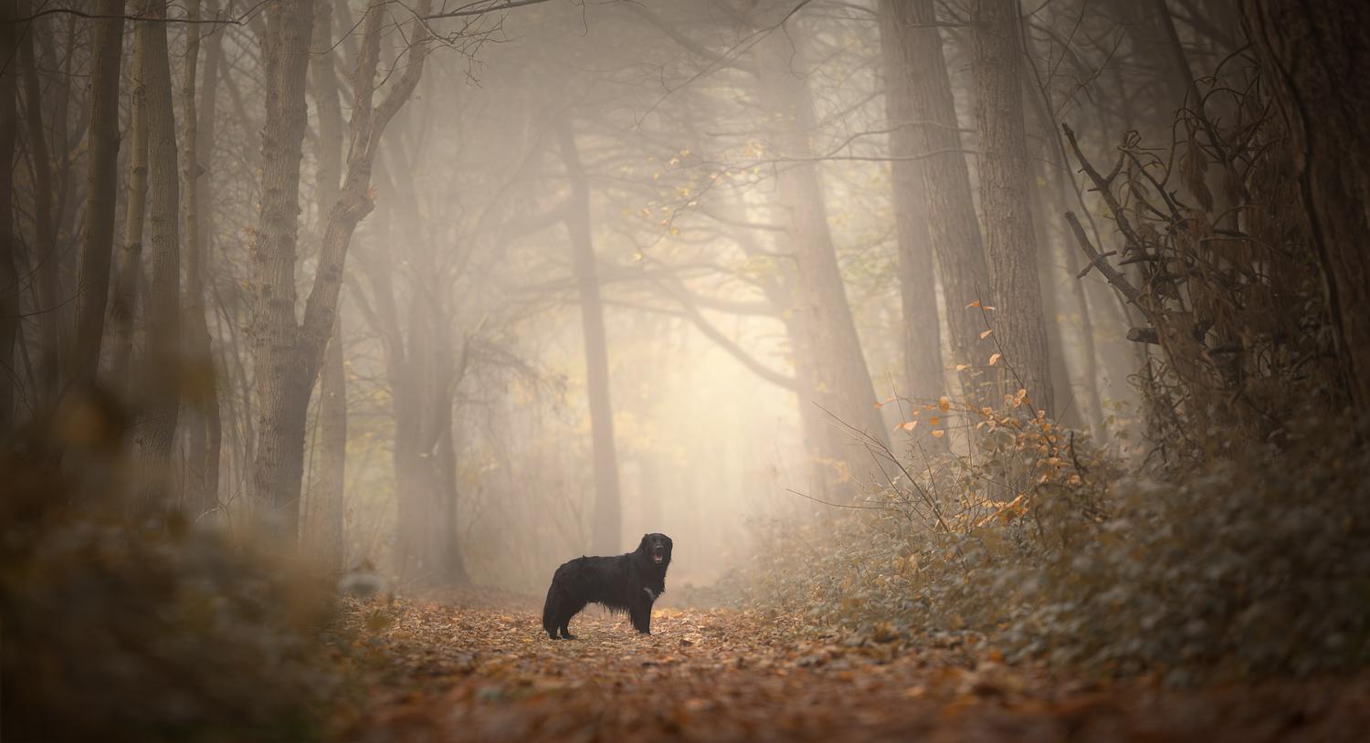 NLS Dierenfotografie