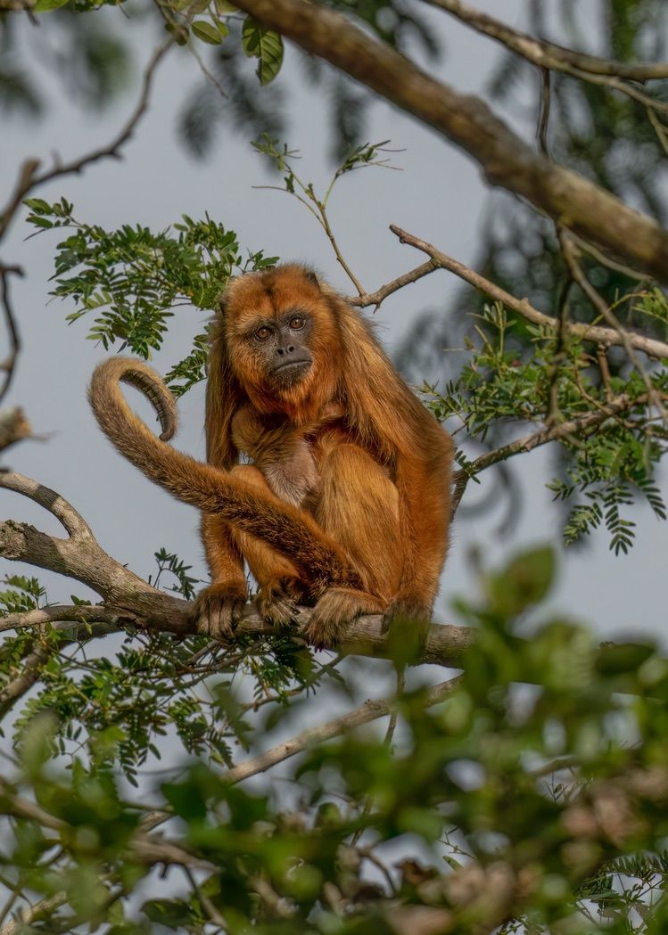 Howler Monkey, Alouatta, Brazil, Pantanal