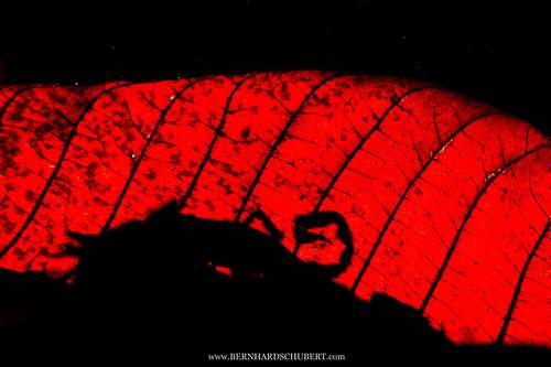 Scorpion Silhouette