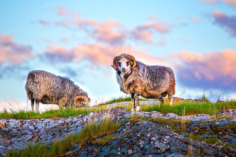 Er ute resten av dagen