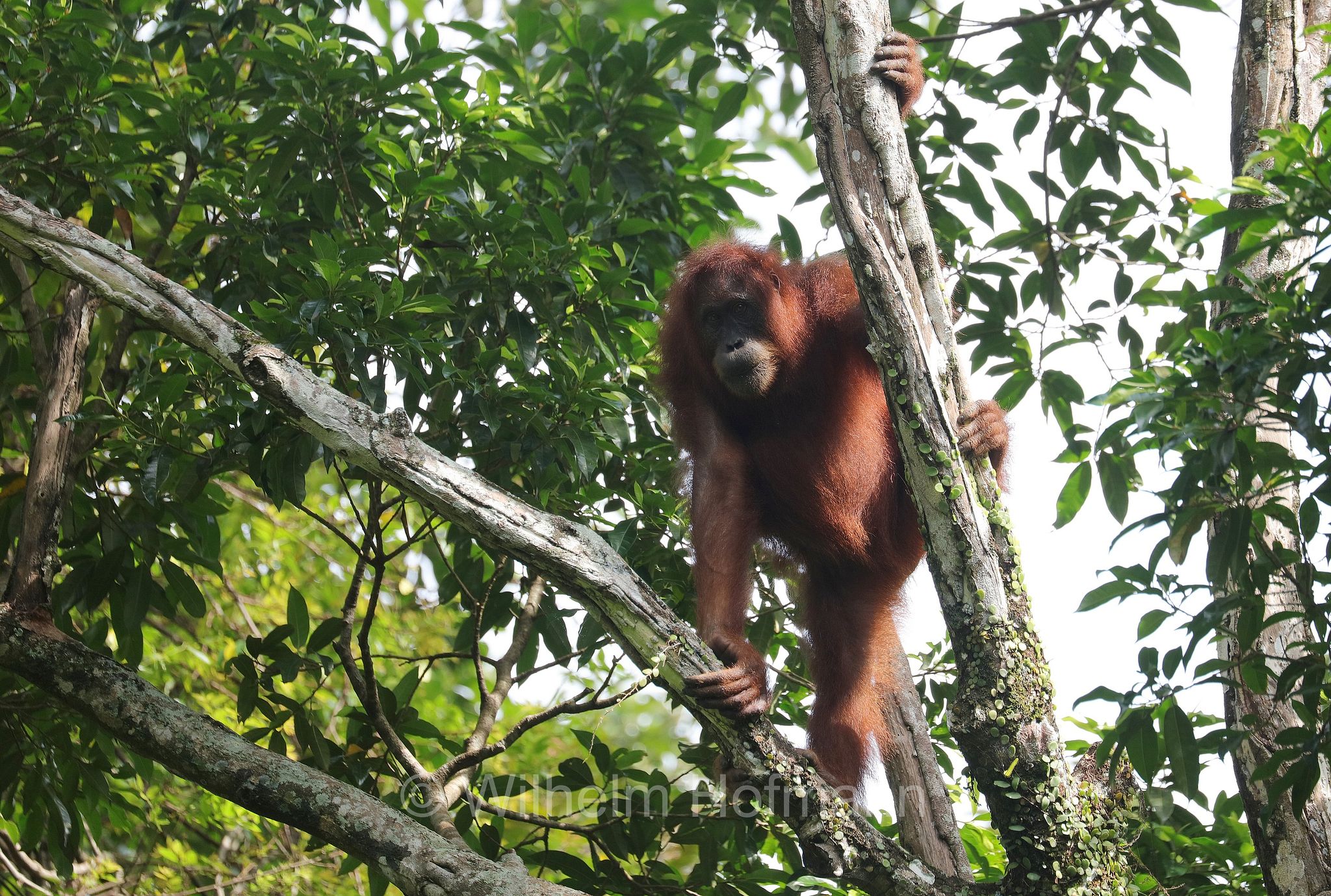 Sumatran orangutan, Sumatra-Orang-Utan, orango di Sumatra, Pongo abelii, Gunung Leuser National Park, Nationalpark Gunung Leuser, parco nazionale di Gunung Leuser, Bukit Lawang, Sumatra, Indonesia, Indonesien