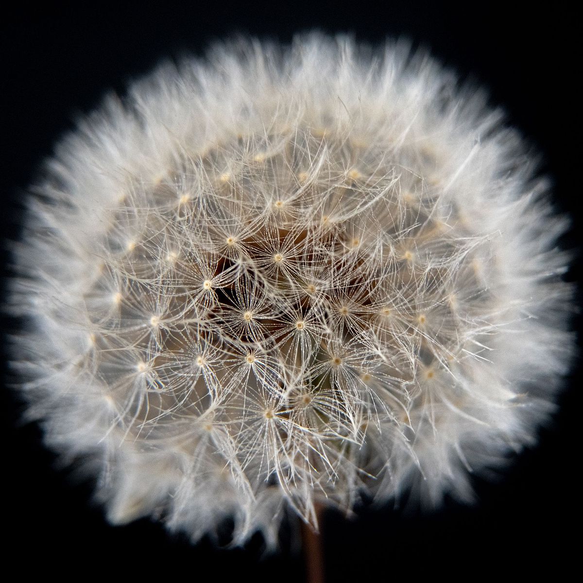 Web of Seeds