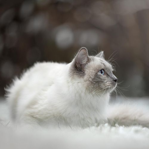 WINTERSHOOT