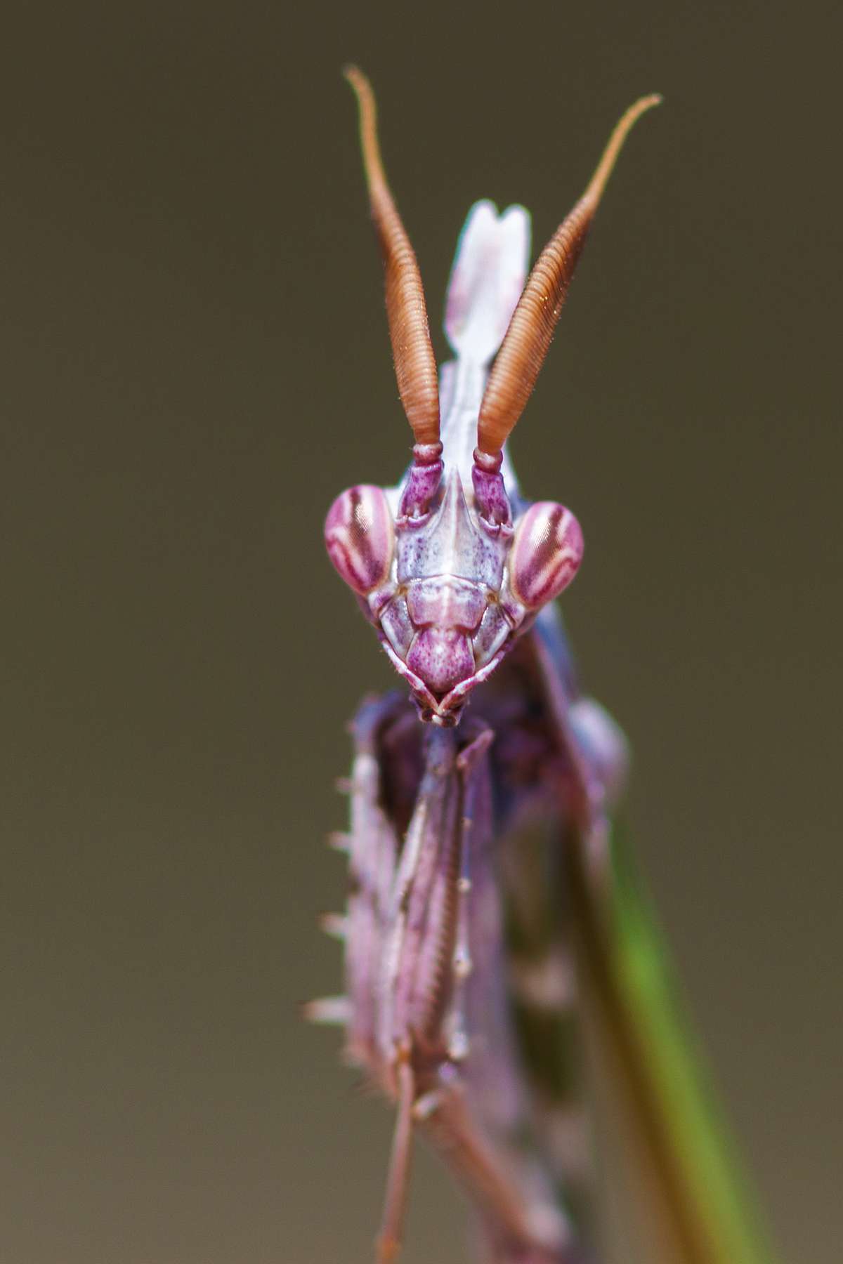 Fanghaubenschrecke Empusa Mantis Makrofotografie Workshop