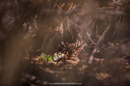 Lacerta viridis – Östliche Smaragdeidechse