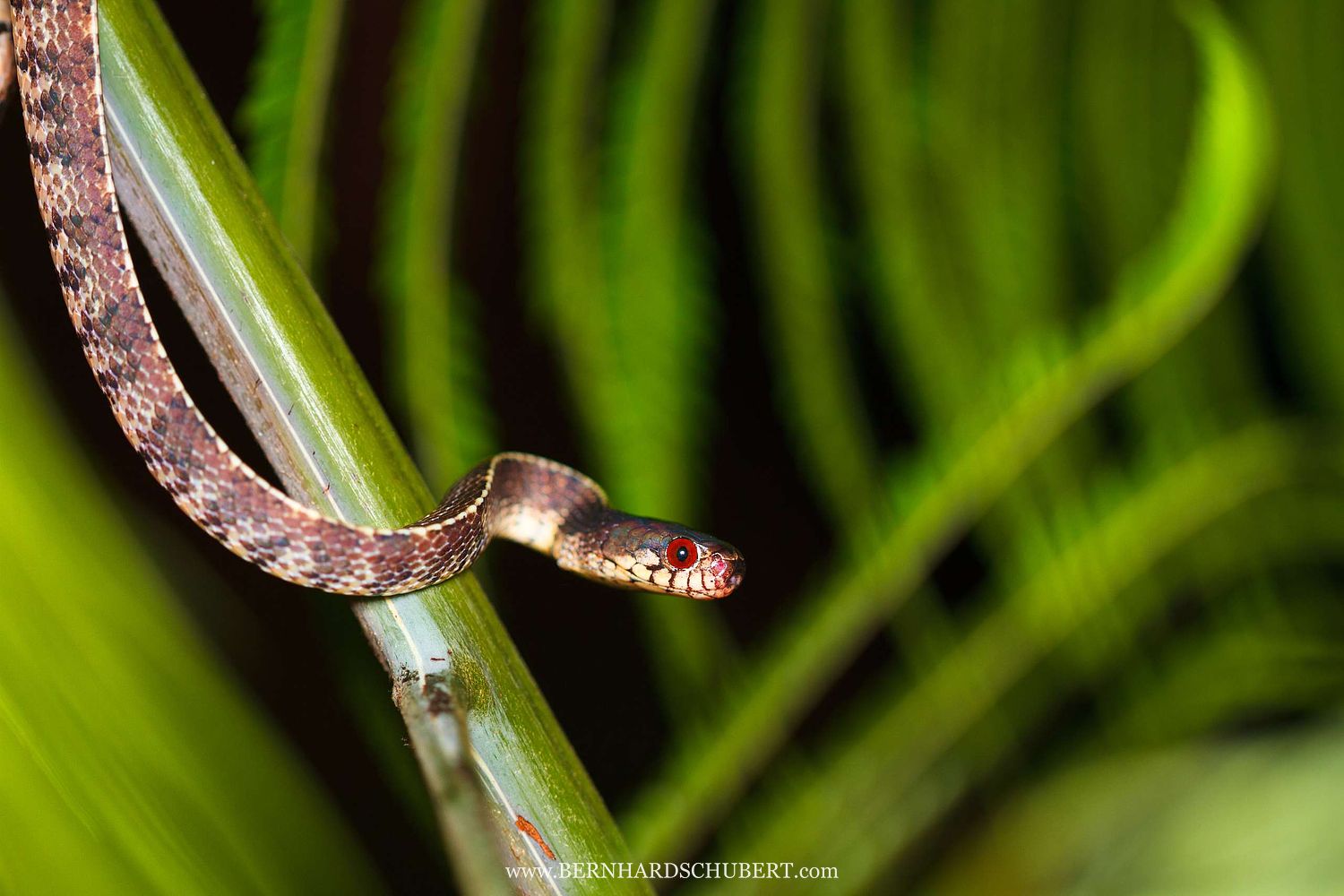 Asthenodipsas vertebralis - Mountain slug snake