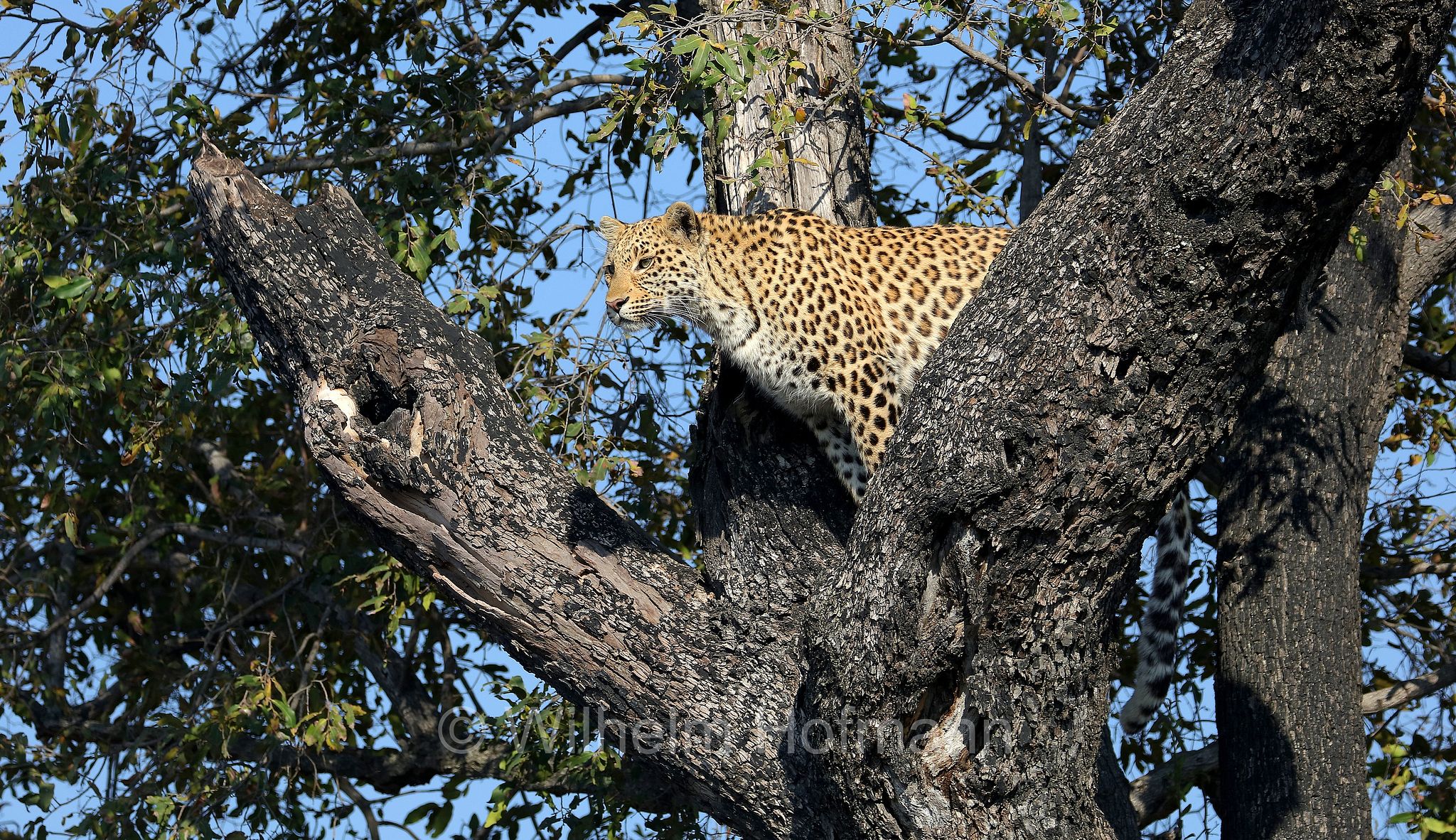 Leopard, leopardo, Panter, Panther, Panthera pardus, Moremi Game Reserve, Moremi-Wildreservat﻿, Okavango Delta, Okavango Grassland, Botswana, Republik Botsuana
