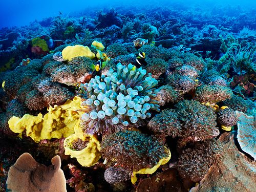 Abrolhos Islands