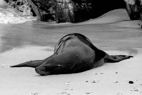 Leone marino | Otaria flavescens