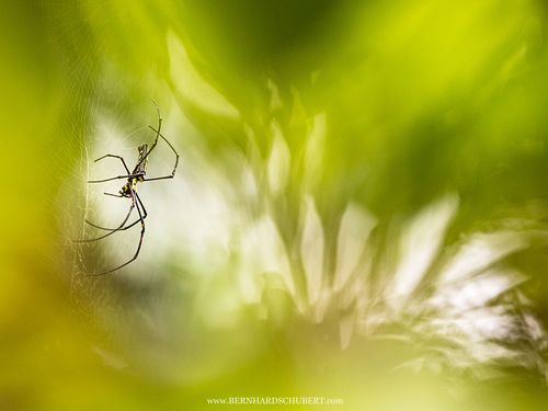 Nephila pilipes - Giant golden orb weaver