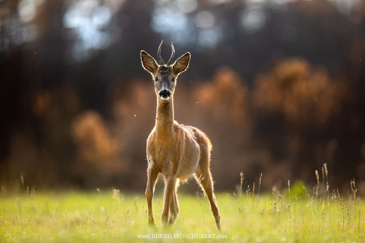 Capreolus capreolus – Reh