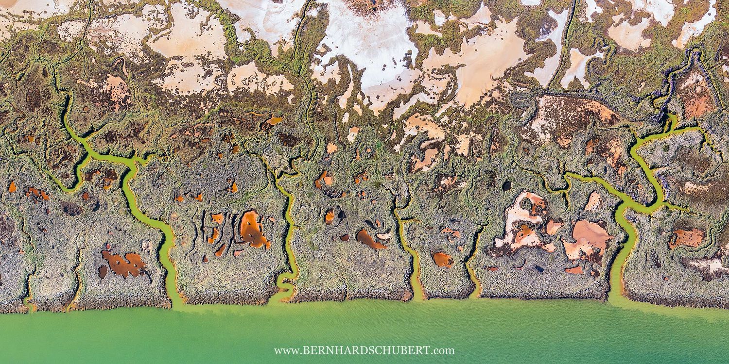 Swamp Pattern
