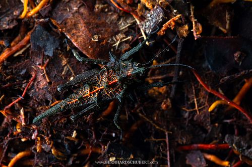 Discotettix belzebuth Dornschrecke