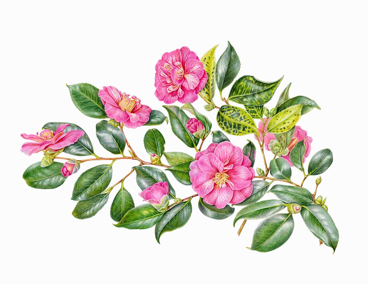 Botanical illustration of Camellia 'Lady Clare'